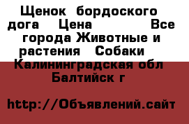 Щенок  бордоского  дога. › Цена ­ 60 000 - Все города Животные и растения » Собаки   . Калининградская обл.,Балтийск г.